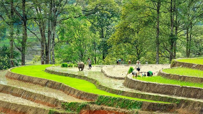 5-Day North Vietnam: Hanoi -Halong Bay -Ninh Binh-Sapa from Hanoi - Sapa and Cat Cat: culture at the foot of Fansipan