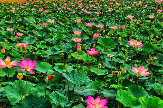 Bicycle Tour Through Peaceful Villages - Rice paddies and the slower rhythm of the delta