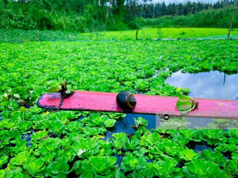 Can Tho: Lung Ngoc Hoang Forest Nature Reserve Half-Day Tour - A boat ride through the wetland canals