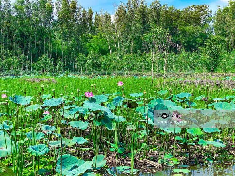 Can Tho: Lung Ngoc Hoang Forest Nature Reserve Half-Day Tour - The old ficus tree and wartime history