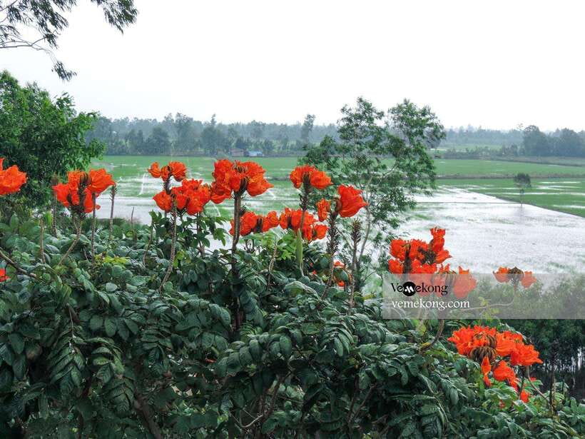 Can Tho: Lung Ngoc Hoang Nature Reserve & Forest Tour - The giant ficus tree and wartime history