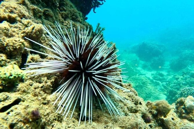 Cham Island Snorkeling Daily Group Tour, Sunbathing, nice beaches - Xep Beach and the main snorkeling session