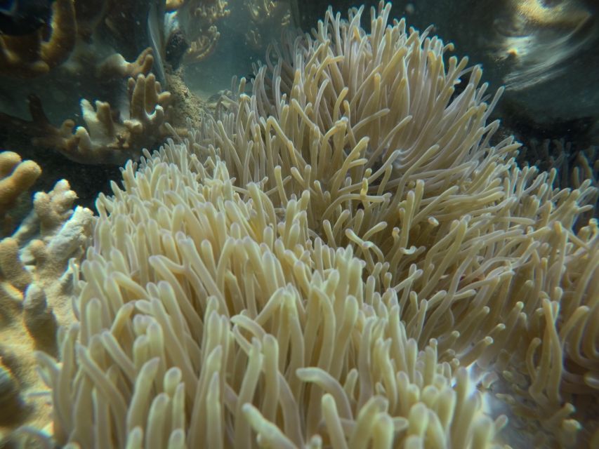 Cham Island: Underwater Walking & Snorkeling Tour - Hand feeding fish on the ocean floor