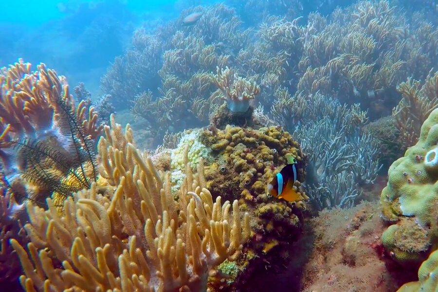 Cham Island: Underwater Walking & Snorkeling Tour - What the $68 price buys you