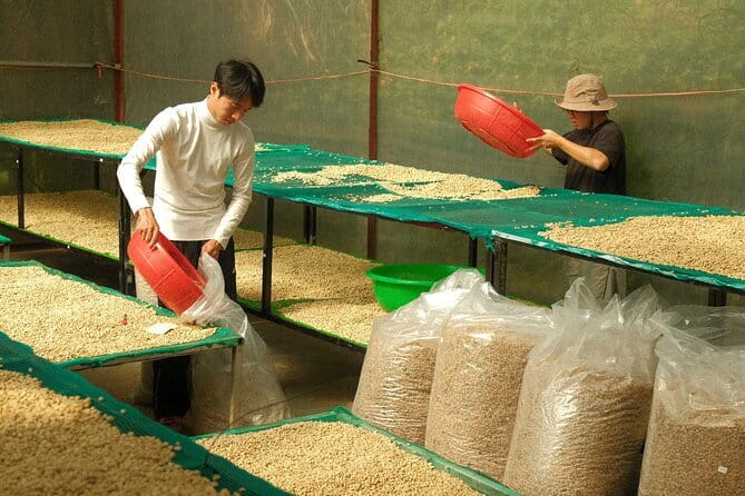 Coffee Farm Tour with Roasting & Tasting Workshop - Da Lat - Why the $9.89 price offers good value