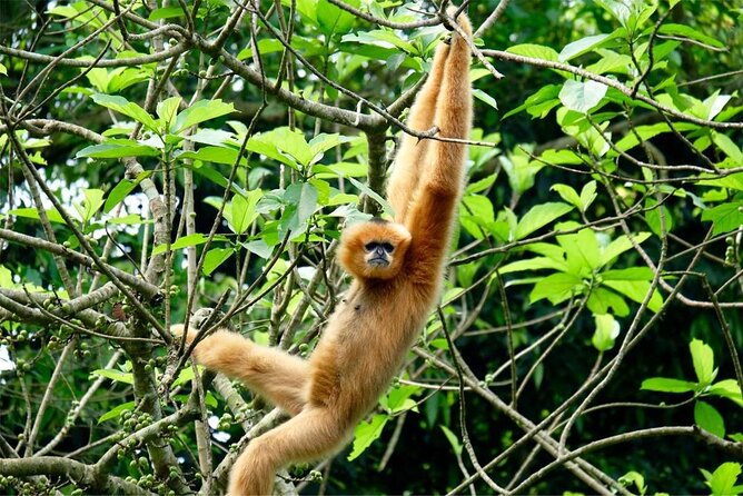 Cuc Phuong National Park Private Day Tour: Trekking & Primates - Trekking toward the Thousand Year Old Tree