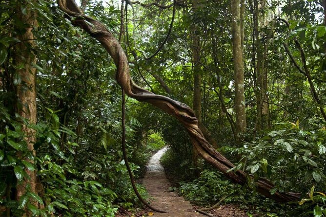 Cuc Phuong National Park Private Day Tour: Trekking & Primates - Cave of Pre-historic Man and the final hour