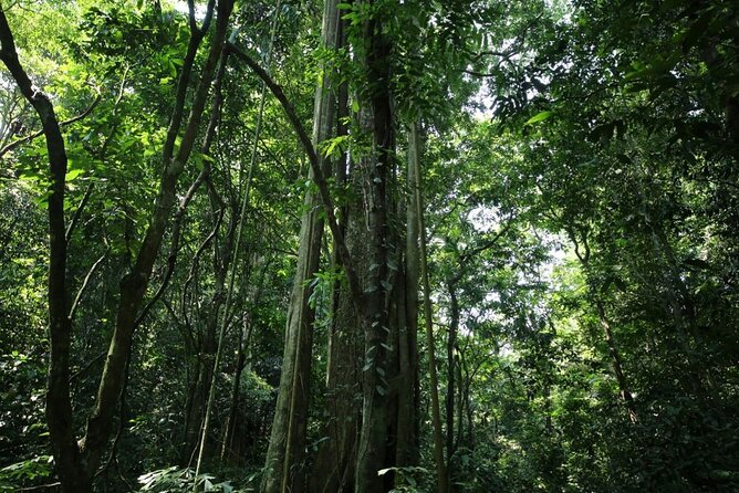 Cuc Phuong National Park Private Day Tour: Trekking & Primates - Who will enjoy this private park tour