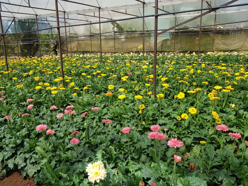 Dalat: Countryside Tour with Silk Village & Elephant Falls - What the $40 price really buys you