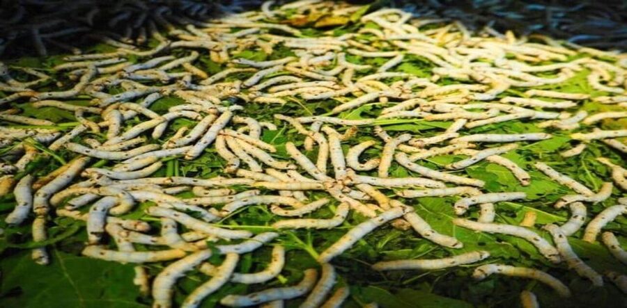 Discover Traditional Silk Process in Hoi An Silk Village - A traditional Quang Nam house starts the story