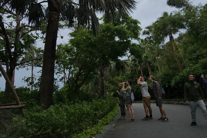 Endangered Monkeys Watching - Red Shanked Douc Langurs - Searching the trees for red-shanked douc langurs