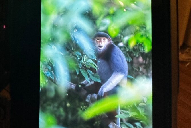 Endangered Monkeys Watching - Red Shanked Douc Langurs - Is $57.38 a fair price?