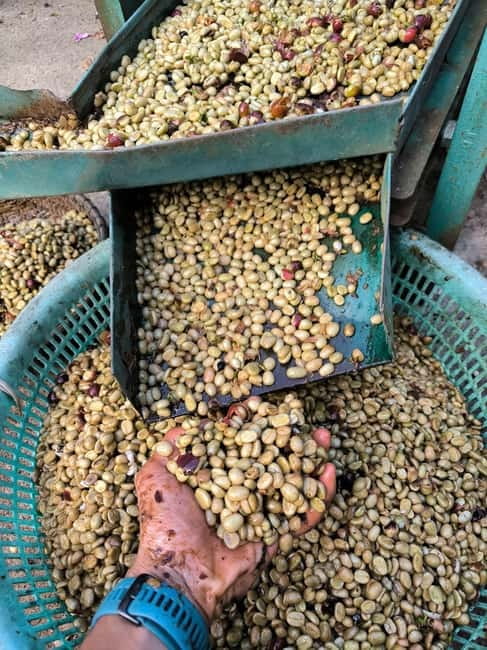 Experience specialty coffee with sustainable coffee farmers - Roasting green beans yourself
