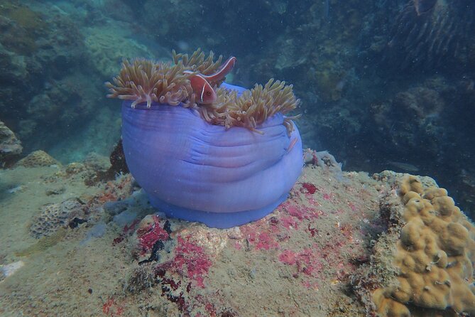 Explore Nha Trang Bay: Half-Day Snorkeling Adventure Tour - Breakfast on board and getting ready