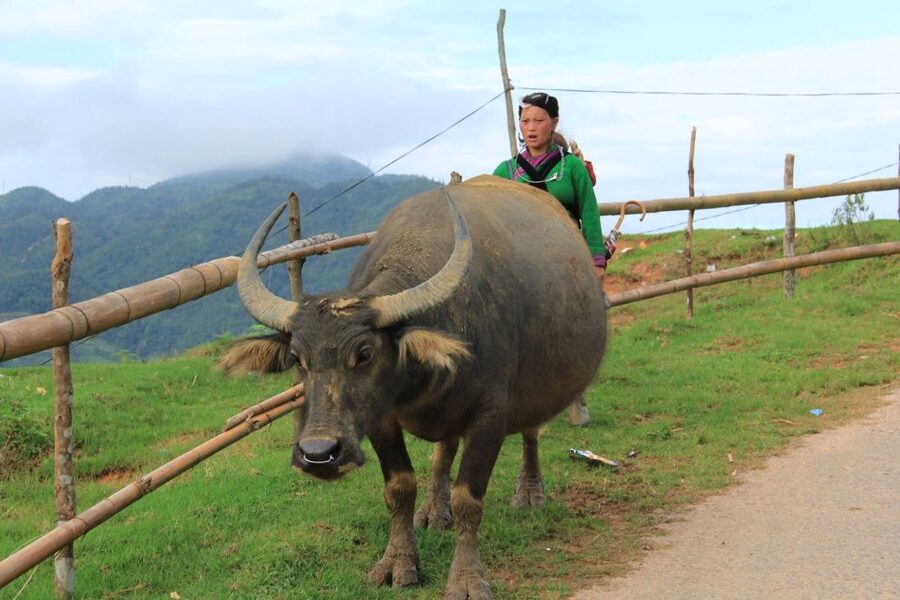 From Hanoi: 2-Day Sapa Cultural Exchange Tour with Homestay - What the $100 price really covers