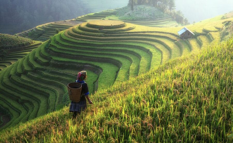 From Hanoi: Explore Sapa 2-Day Tour - Rice terraces depend on the month