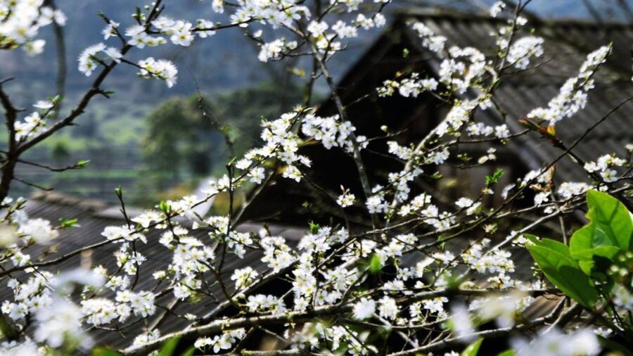 From Hanoi: Sapa 3-Day Medium Trek and Limousine Trip - Should you book it?