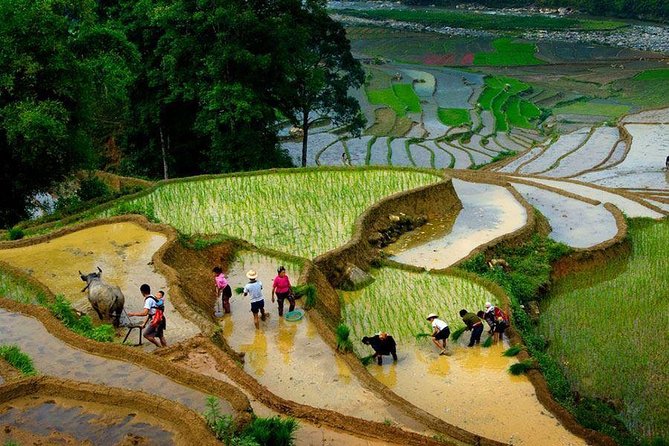 From Hanoi: Sapa Real Experience 2-Day 1 Night at Ethnic Homestay - Day two: breakfast, fields, and bamboo forest