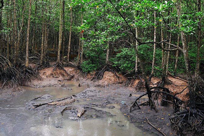 From Ho Chi Minh: Can Gio Trek – Monkey Island & Crocodile Farm - Crocodiles at Hoa Ca, with realistic expectations