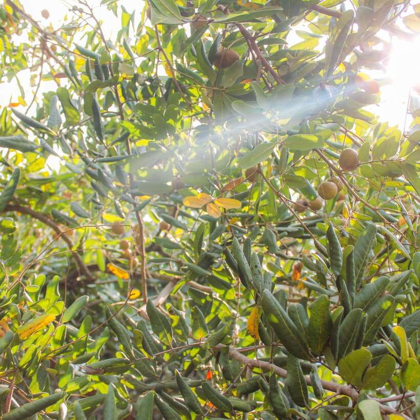 From Ho Chi Minh: Mekong Delta Small Group Day Trip - The optional bicycle ride and extra activities