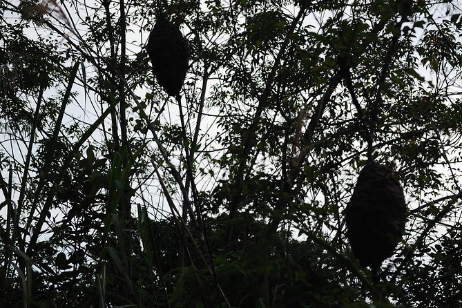 Full day hikes, Cycles, Kayaks & swims in Cat Ba National park - The four-hour forest trek to Frog Pond