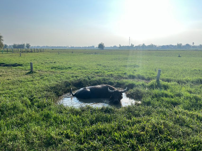 Funny day cycling, Buffalo riding and Basket boat - Rice fields, farming stories, and photo pauses