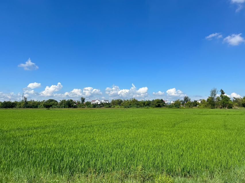 Funny day cycling, Buffalo riding and Basket boat - Cycling from Hoi An into the rice fields