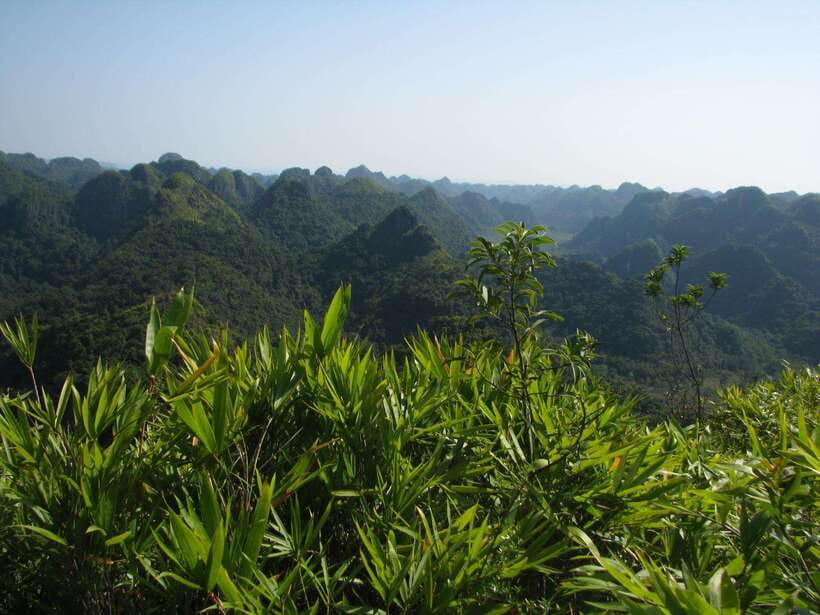 Half Day Hiking to Cat Ba National Park with a Guide - The forest climb to Ngu Lam Peak