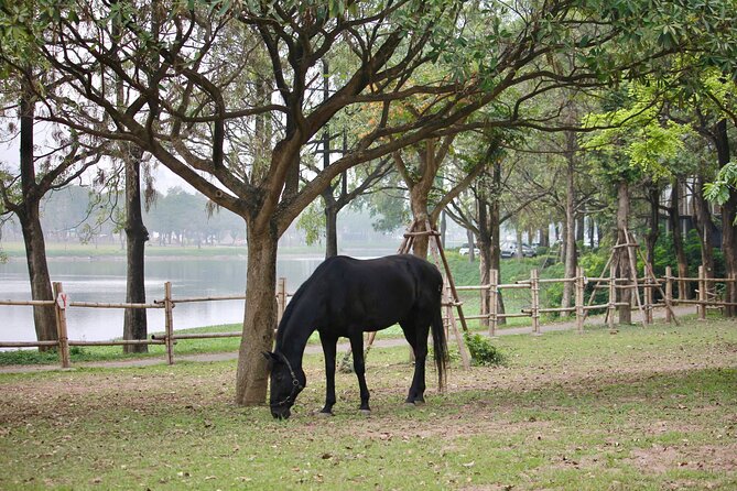 Hanoi Horseback Riding Club & Tours - Exclusive Experience - The 20-minute riding lesson