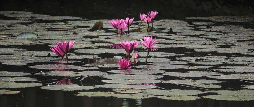 Hanoi: Ninh Binh, Tam Coc, Mua Cave & Hoa Lu with cycling - Tam Coc by boat, the best-paced part of the day