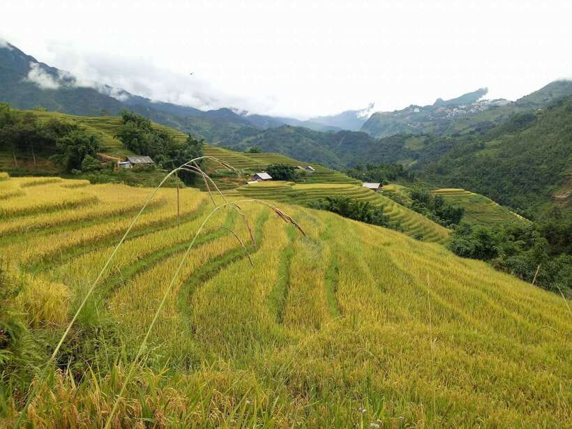 Hanoi- SaPa: 3-Day Homestay Trek to Explore Ethnic cultures - Day 2: Bamboo forest, Giang Ta Chai, and Ban Ho