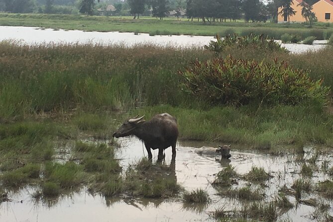 Hoi An countryside biking tour, water buffalo+ basket boat ride - What this Hoi An countryside tour is really about