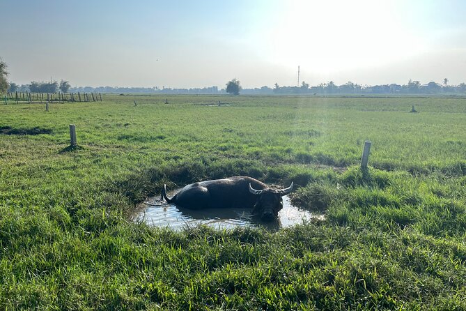 Hoi An countryside biking tour, water buffalo+ basket boat ride - Meeting a water buffalo in the countryside