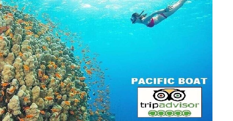Hoi An/Da Nang: Snorkelling & Island-Hopping Speedboat Tour - Dai Island: the first hour in the water