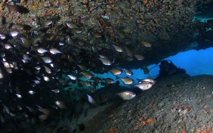 Nha Trang: Scuba Diving Experience for Non-Certified Divers - The first underwater session at about 6 meters