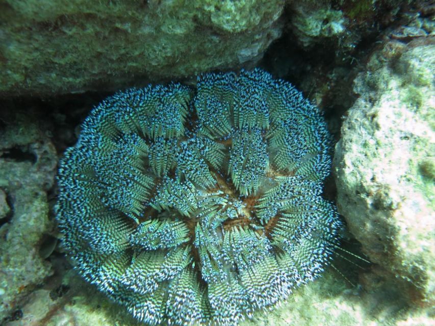 Nha Trang: Scuba Diving Experience for Non-Certified Divers - The second session: more freedom underwater