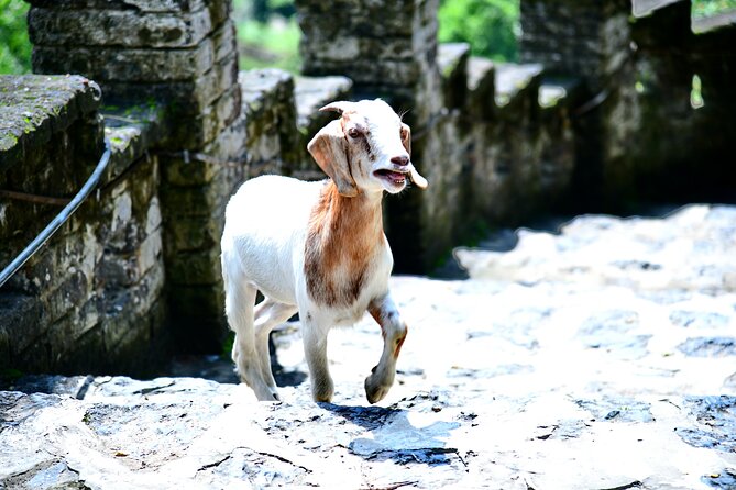 Ninh Binh 2 days 1 night Tour from Hanoi (Small Group of 9) - Day two: a market and the temples of Hoa Lu