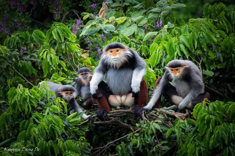 Ninh Binh: Cuc Phuong Jungle Hike & Wildlife Day Trip - The Endangered Primate Rescue Center