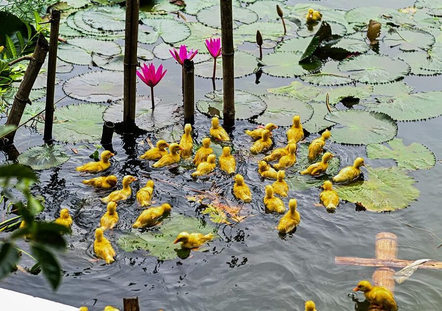Ninh Binh: Rice planting and fishing by basket tour - Who will enjoy this best?