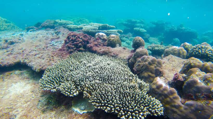 Phu Quoc: 3 Island Tour by Boat with Guide - Gam Ghi Island: often the stronger snorkeling stop