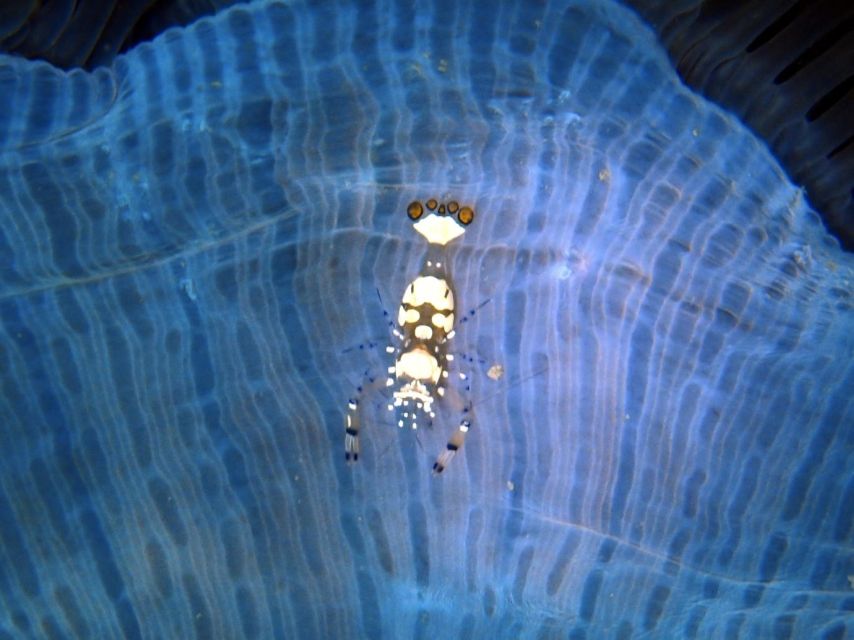 Phu Quoc: Scuba Diving Experience for All Levels - Around 9:30 a.m., boat travel and the first underwater session