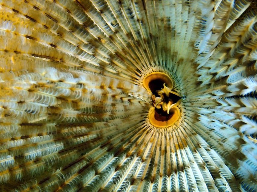 Phu Quoc: Scuba Diving Experience for All Levels - What makes the instruction beginner-friendly