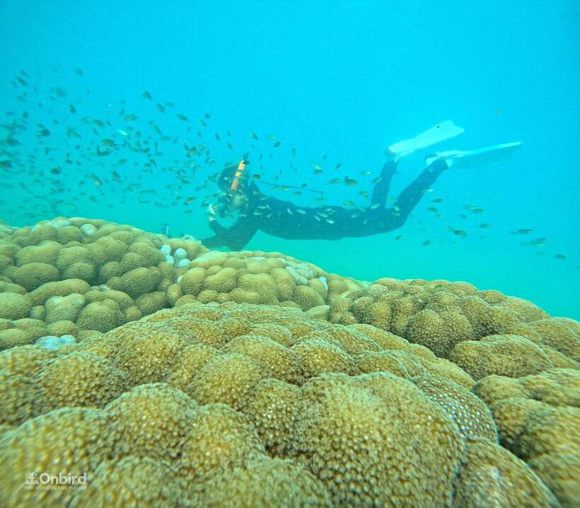Phu Quoc: Speed Boat Tour 4 Islands - 2 Reefs Snorkeling - Why the small boat changes the day