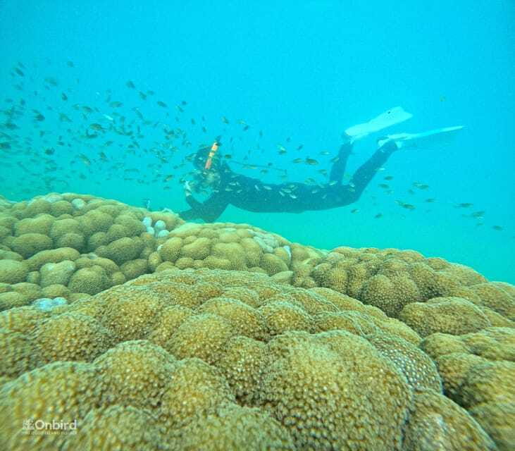 Phu Quoc: Speed Boat Tour 4 Islands - 2 Reefs Snorkeling - Who should book this snorkeling trip?