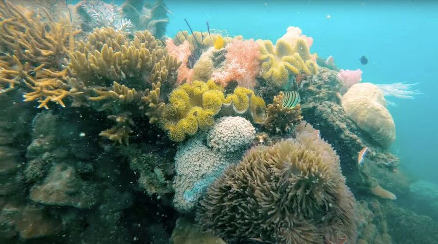Phu Quoc: Speedboat Tour of 4 Islands with Snorkeling & BBQ - Fingernail Island, Fruit, and a Beach Break