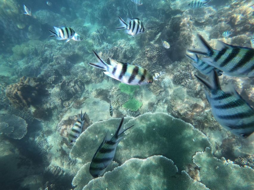 Phu Quoc: Speedboat Tour of 4 Islands with Snorkeling & BBQ - Mainland Seafood BBQ Lunch
