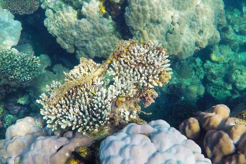 PHU QUOC TRIP 2: 2 ISLANDS BY BOAT - Snorkeling at Xuong or Gam Ghi Island