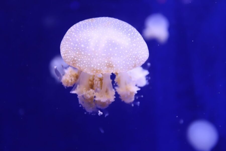 Phu Quoc: VinWonders Entry Ticket with Optional Safari - What Your $43 Phu Quoc Day Includes