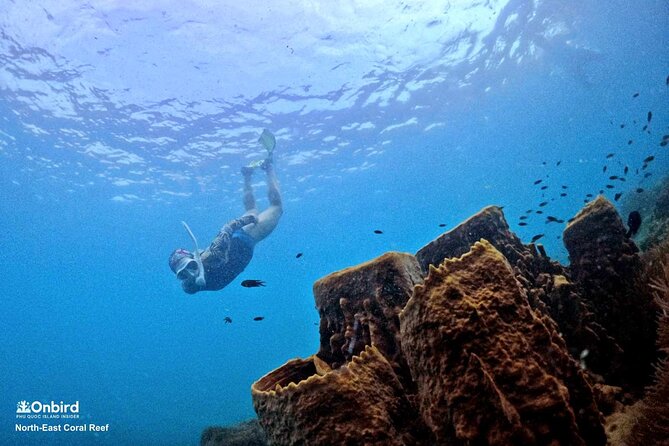PRO-SNORKELING to Explore Hidden Coral Reefs (MAX 10 PAX) - Key points before you book
