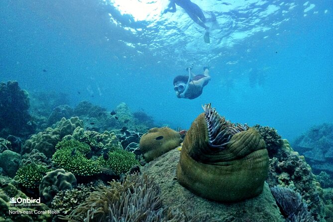 PRO-SNORKELING to Explore Hidden Coral Reefs (MAX 10 PAX) - Why the An Thoi reefs are worth your half-day